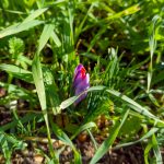 Foliage and Zafferano by Cascia Panorami