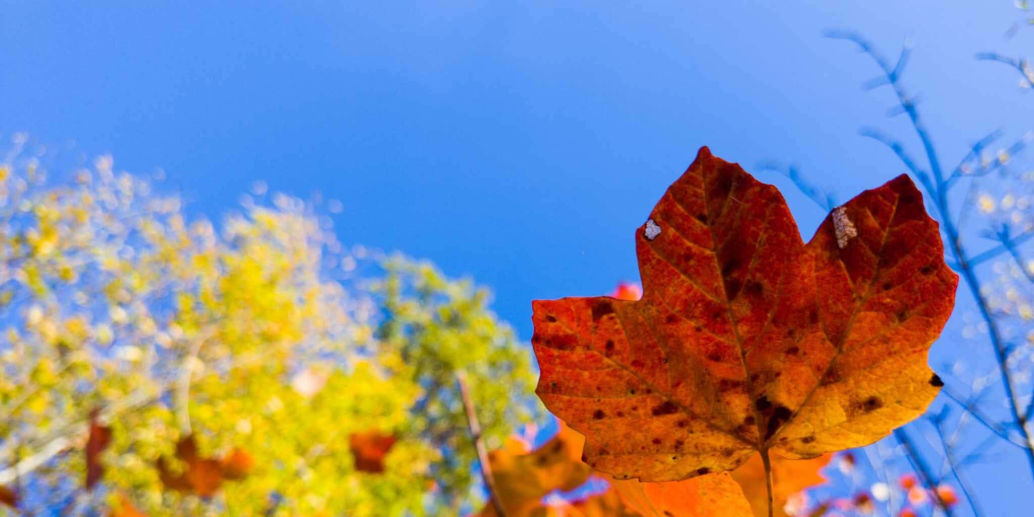 Foliage hike in Valnerina: leaf colors