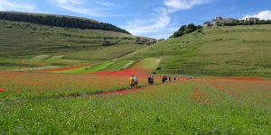 Flowers in Castelluccio: an easy hike for everyone