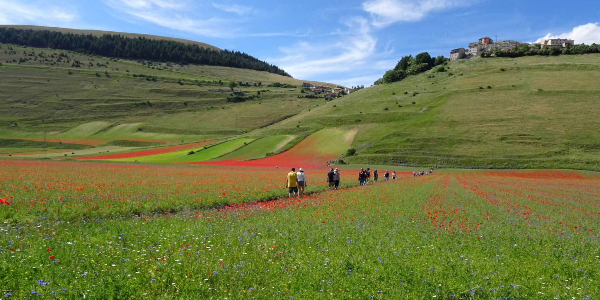 Flowers in Castelluccio: an easy hike for everyone